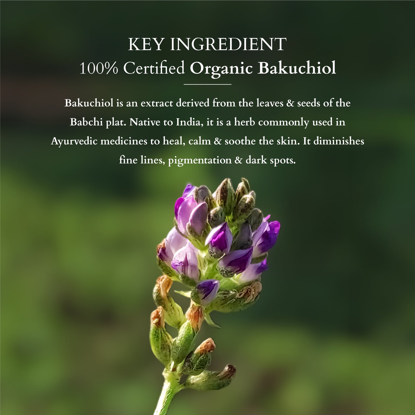 LOTUS ORG Bakuchiol Plant Retinol Night Recovery Creme 30g - Indicrest Buy at Indicrest Image 3