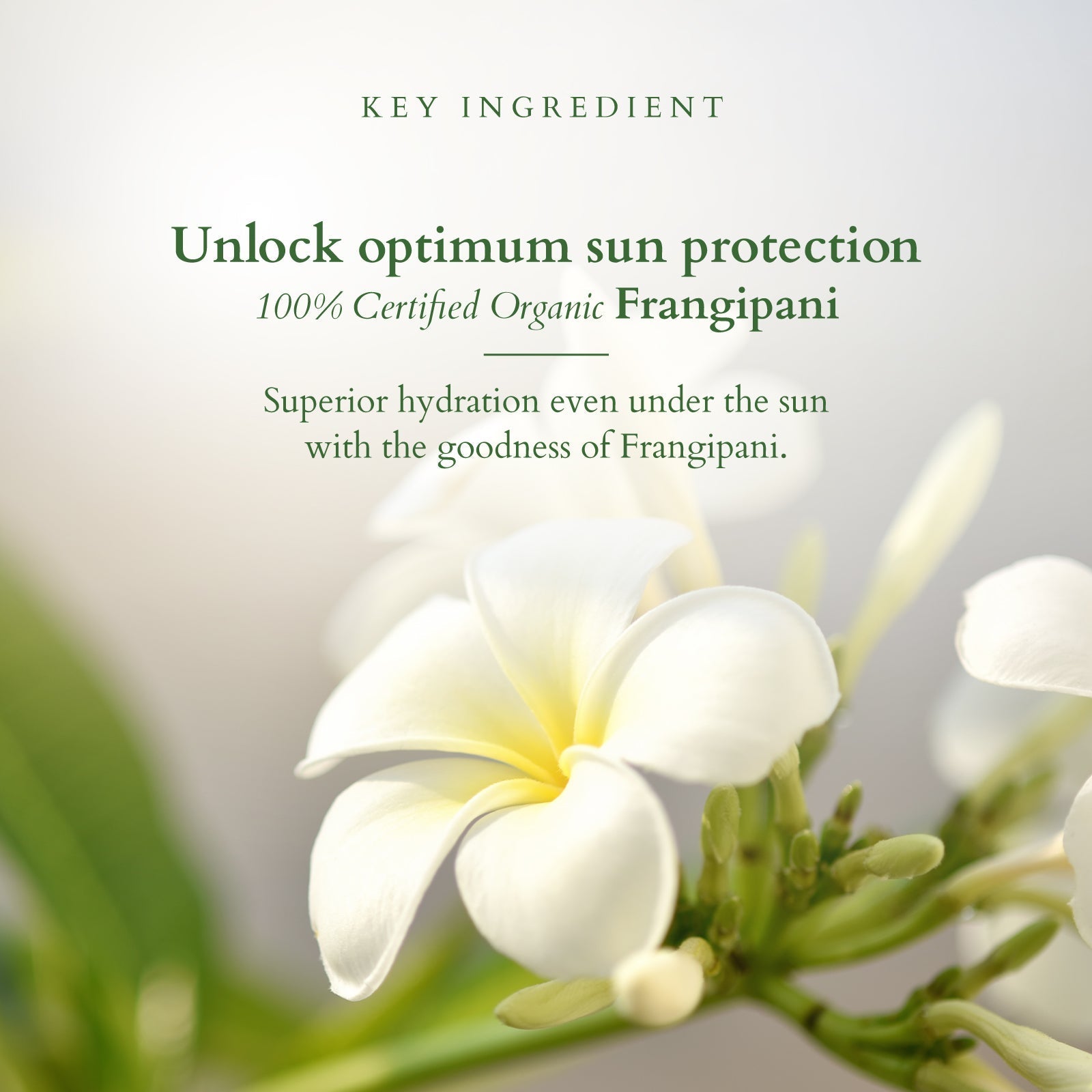 LOTUS ORG Hydrating Gel Mineral Sunscreen SPF30 50g - Indicrest Buy at Indicrest Image 3